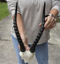 Genuine 13 inch Female Blesbok Skull Plate for $34