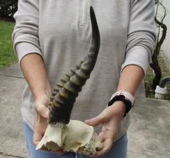 Male Blesbok Skull Plate with 12 inch horns for sale $32