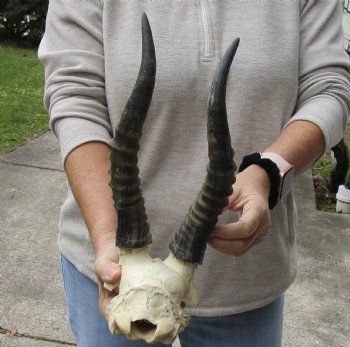 Male Blesbok Skull Plate with 12 inch horns for sale $32