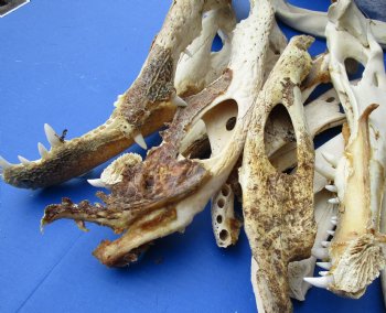 15 piece lot of Florida alligator jaw bones - 13 to 18 inches - $30