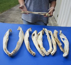 10 piece lot of Florida alligator jaw bones - 15 to 18 inches - $20