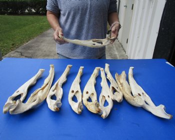 10 piece lot of Florida alligator jaw bones - 15 to 18 inches - $20