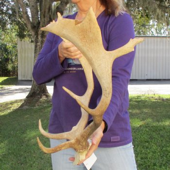 Extra Large Fallow Deer Skull Plate with 18" & 19" Antlers - $70