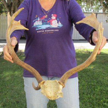 Extra Large Fallow Deer Skull Plate with 18" & 19" Antlers - $70