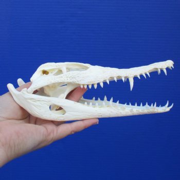 8-1/2" A-Grade Nile Crocodile Skull (Cites #084969) - $80
