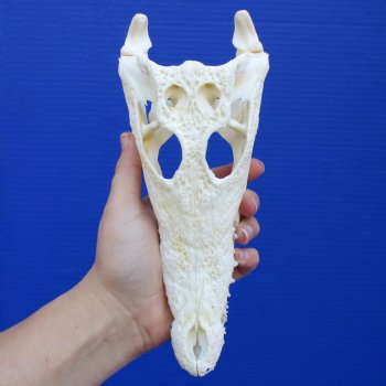 8-1/2" A-Grade Nile Crocodile Skull (Cites #084969) - $80