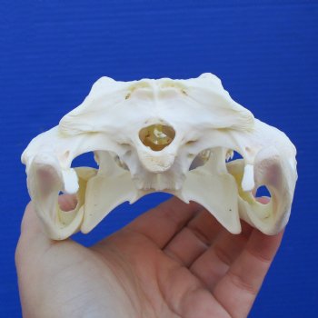 8-1/2" A-Grade Nile Crocodile Skull (Cites #084969) - $80