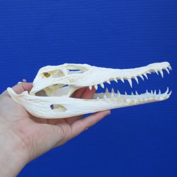 8" A-Grade Nile Crocodile Skull (Cites #084969) - $80