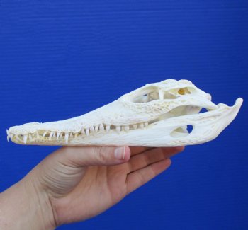 8" A-Grade Nile Crocodile Skull (Cites #084969) - $80