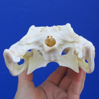 8" A-Grade Nile Crocodile Skull (Cites #084969) - $80