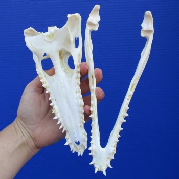 8" A-Grade Nile Crocodile Skull (Cites #084969) - $80