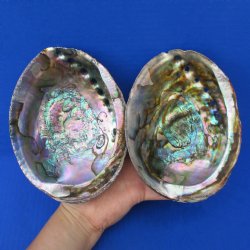 6" Natural Green Abalone, 2pc lot - $22
