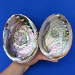 6" Natural Green Abalone, 2pc lot - $22