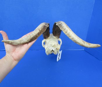 9" Goat Skull with 17" Horns - $145