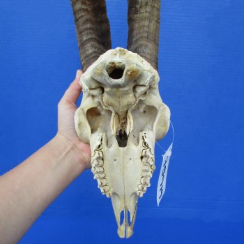 9" Goat Skull with 17" Horns - $145