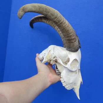9" Goat Skull with 15" & 16" Horns - $145