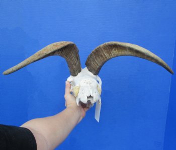 9" Goat Skull with 15" & 16" Horns - $145