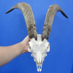 8" Goat Skull with 18" Horns - $145