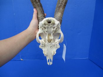 8" Goat Skull with 18" Horns - $145