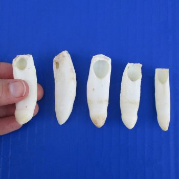 5 Alligator Teeth, 2" to 2-1/4" - <font color=red>Special Price $15</font>
