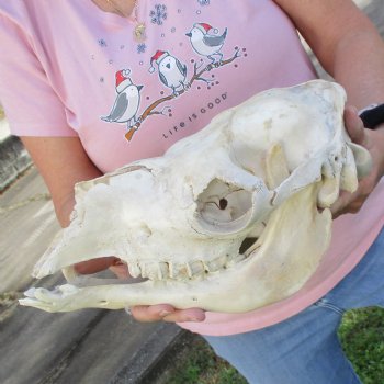 14" C-Grade Camel Skull - $95