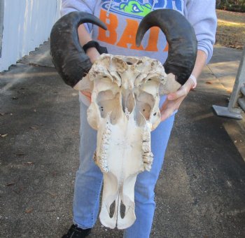 Real Indian Water Buffalo Skull with 16 and 18 inch horns for sale for $85