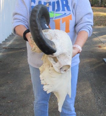 Real Indian Water Buffalo Skull with 16 and 18 inch horns for sale for $85