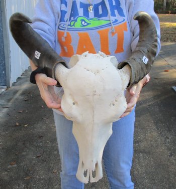 Real Indian Water Buffalo Skull with 19 and 20 inch horns for sale for $85