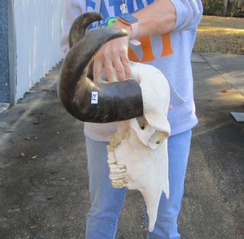 Real Indian Water Buffalo Skull with 19 and 20 inch horns for sale for $85