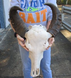 Authentic Indian Water Buffalo Skull with horns measuring 17 and 19 inches - $85