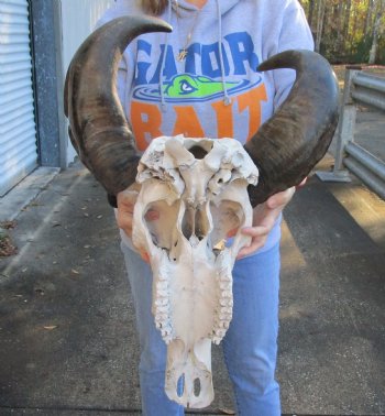 Authentic Indian Water Buffalo Skull with horns measuring 17 and 19 inches - $85