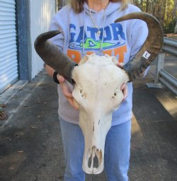 Authentic Indian Water Buffalo Skull with horns measuring 17 and 18 inches - $85