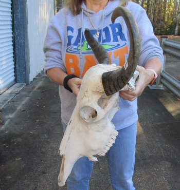 Authentic Indian Water Buffalo Skull with horns measuring 17 and 18 inches - $85