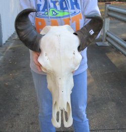 15 inch horns on Real Indian Water Buffalo Skull for sale for $85