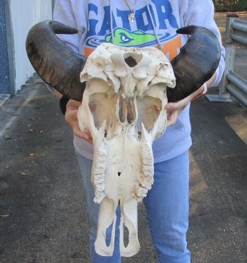 15 inch horns on Real Indian Water Buffalo Skull for sale for $85