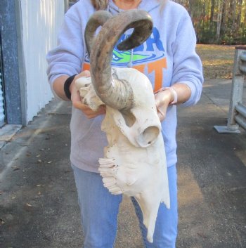 21 inch horns on Real Indian Water Buffalo Skull for sale for $85