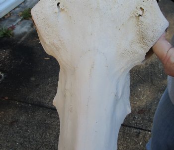 21 inch horns on Real Indian Water Buffalo Skull for sale for $85