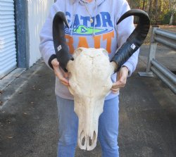 Authentic Indian Water Buffalo Skull with horns measuring 20 and 24 inches - $85