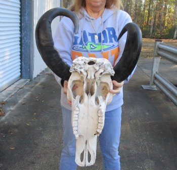 Authentic Indian Water Buffalo Skull with horns measuring 20 and 24 inches - $85