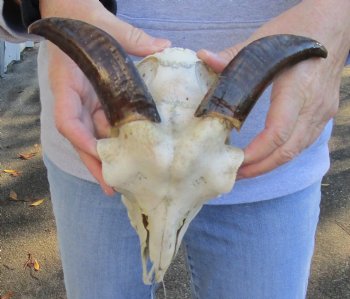 Authentic 8" Goat skull from India with 5 inch horns - $70