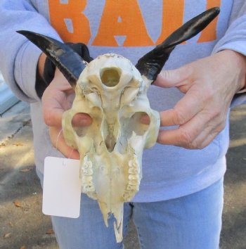 8 inch Goat skull from India with 4 inch horns - $70