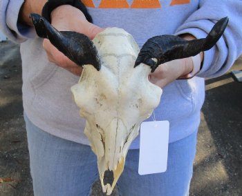 9 inch Authentic Goat skull from India with 5 inch horns for sale - $70