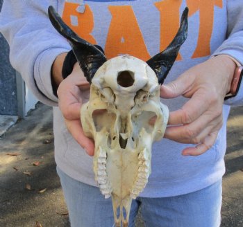 Goat skull from India with horns 4 inches - $70