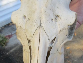 Goat skull from India with horns 4 inches - $70