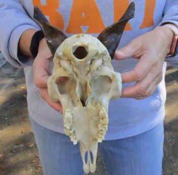 Real 9" Goat skull from India with 4 inch horns - $70