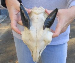 9 inch Goat skull from India with 3 inch horns for sale - $70