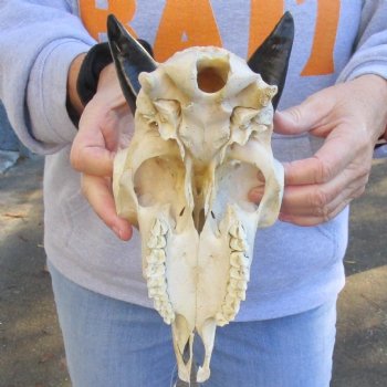 9 inch Goat skull from India with 3 inch horns for sale - $70