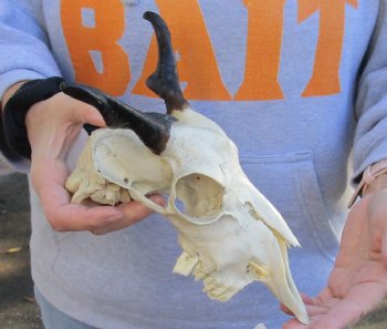 Authentic 8" Goat skull from India with 4 inch horns - $70