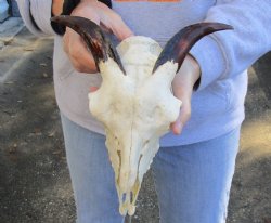 Goat skull from Ind...