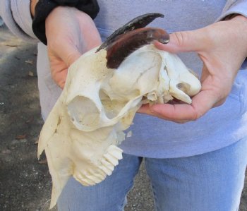 Goat skull from India with horns 5 inches - $70